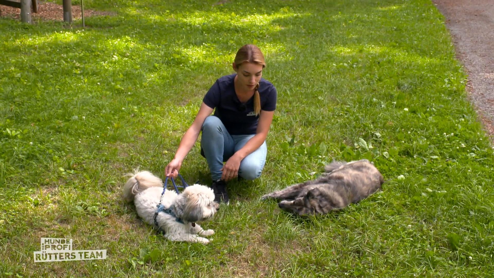 Percy kommt in Kontakt mit anderen Hunden