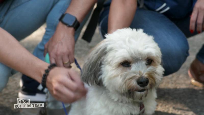 Percy kann schon viel besser mit anderen Hunden
