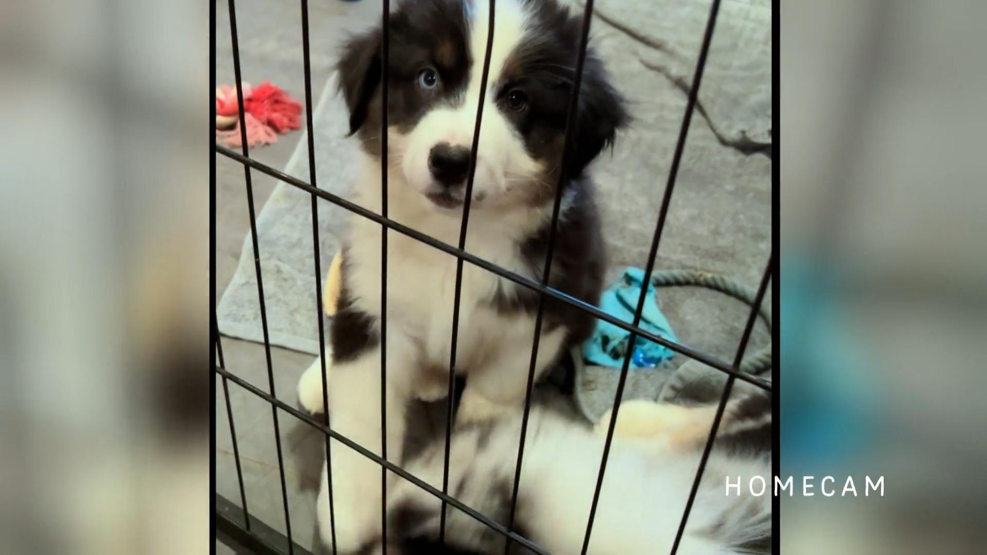 Großer Welpen-Abholtag bei Familie Adelmann