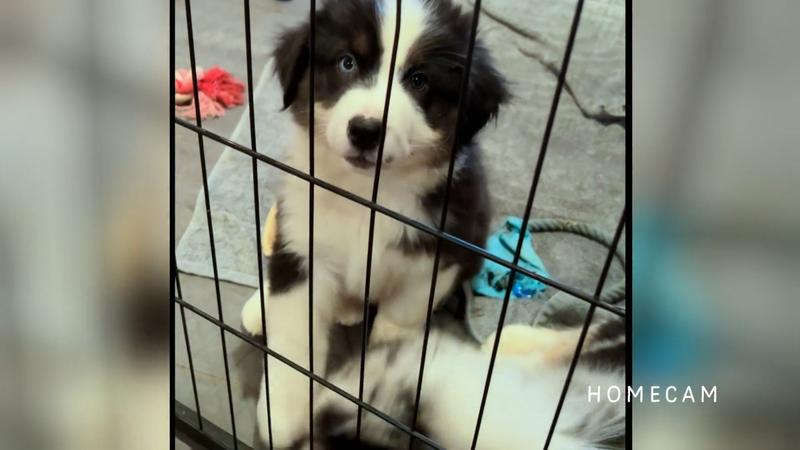 Großer Welpen-Abholtag bei Familie Adelmann