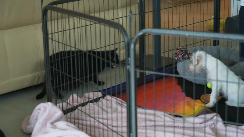 Welpe Rudi lernt heute die Katze kennen