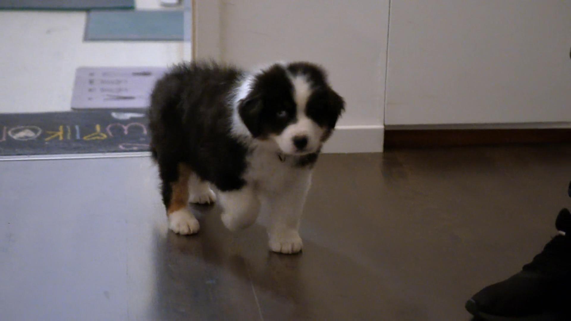 Welpe Juno ist sehr skeptisch