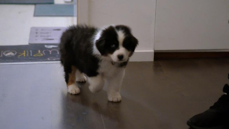 Welpe Juno ist sehr skeptisch