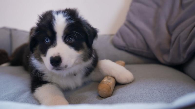 Erste Nacht mit Australian Shepherd-Welpe Juno