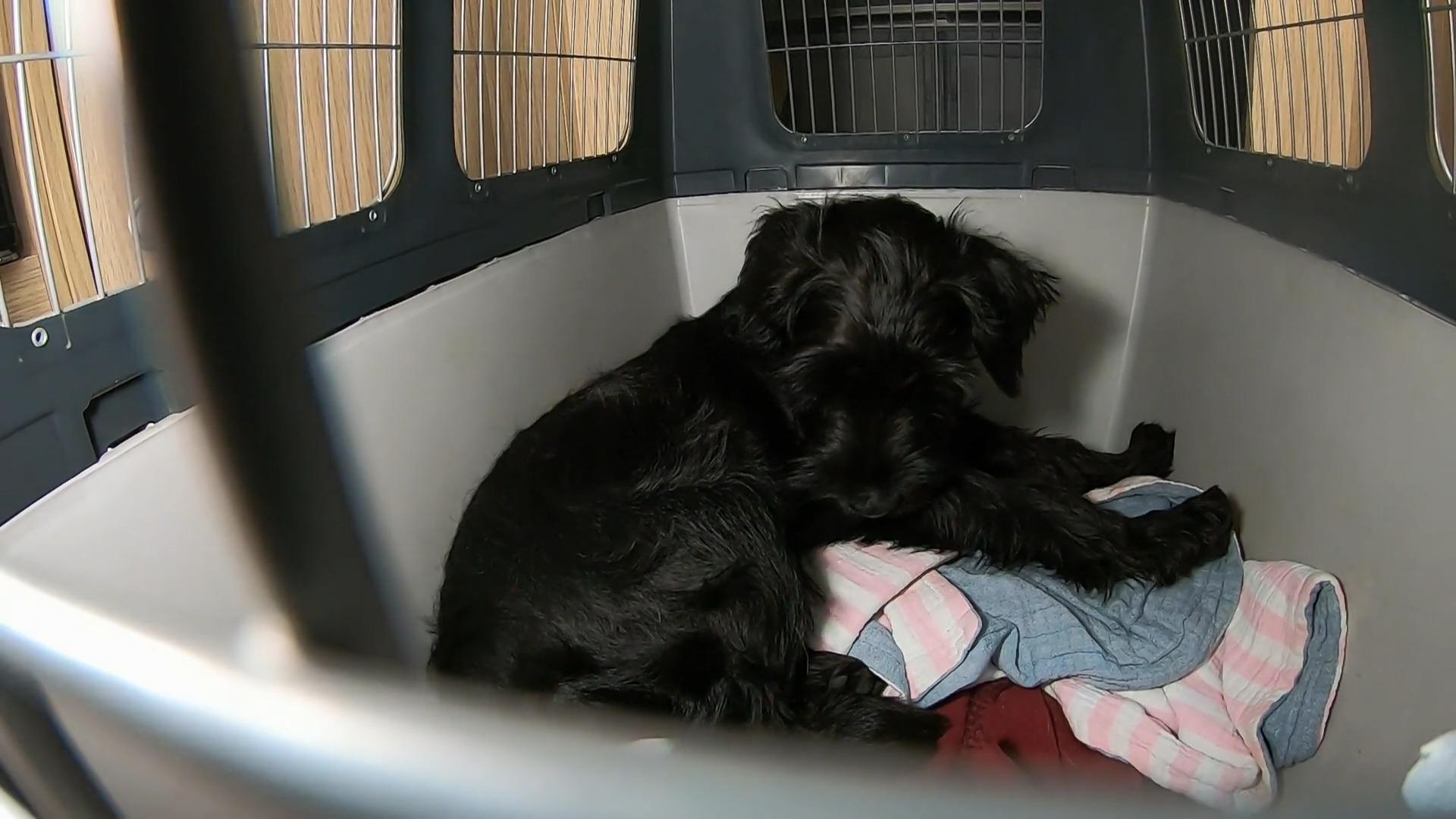 Camping in Österreich mit einem Welpen