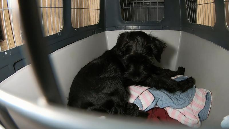 Camping in Österreich mit einem Welpen