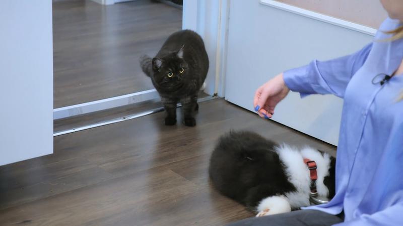 Welpe Juno lernt seine Katzen-Geschwister kennen