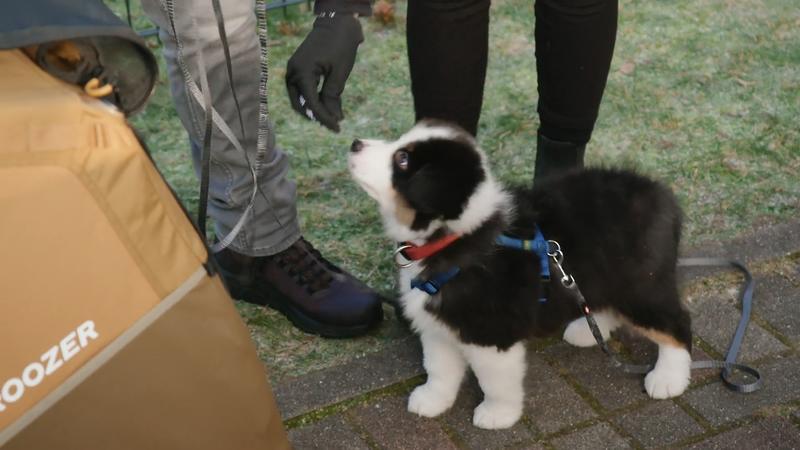 So geht es Juno zwei Wochen nach Einzug
