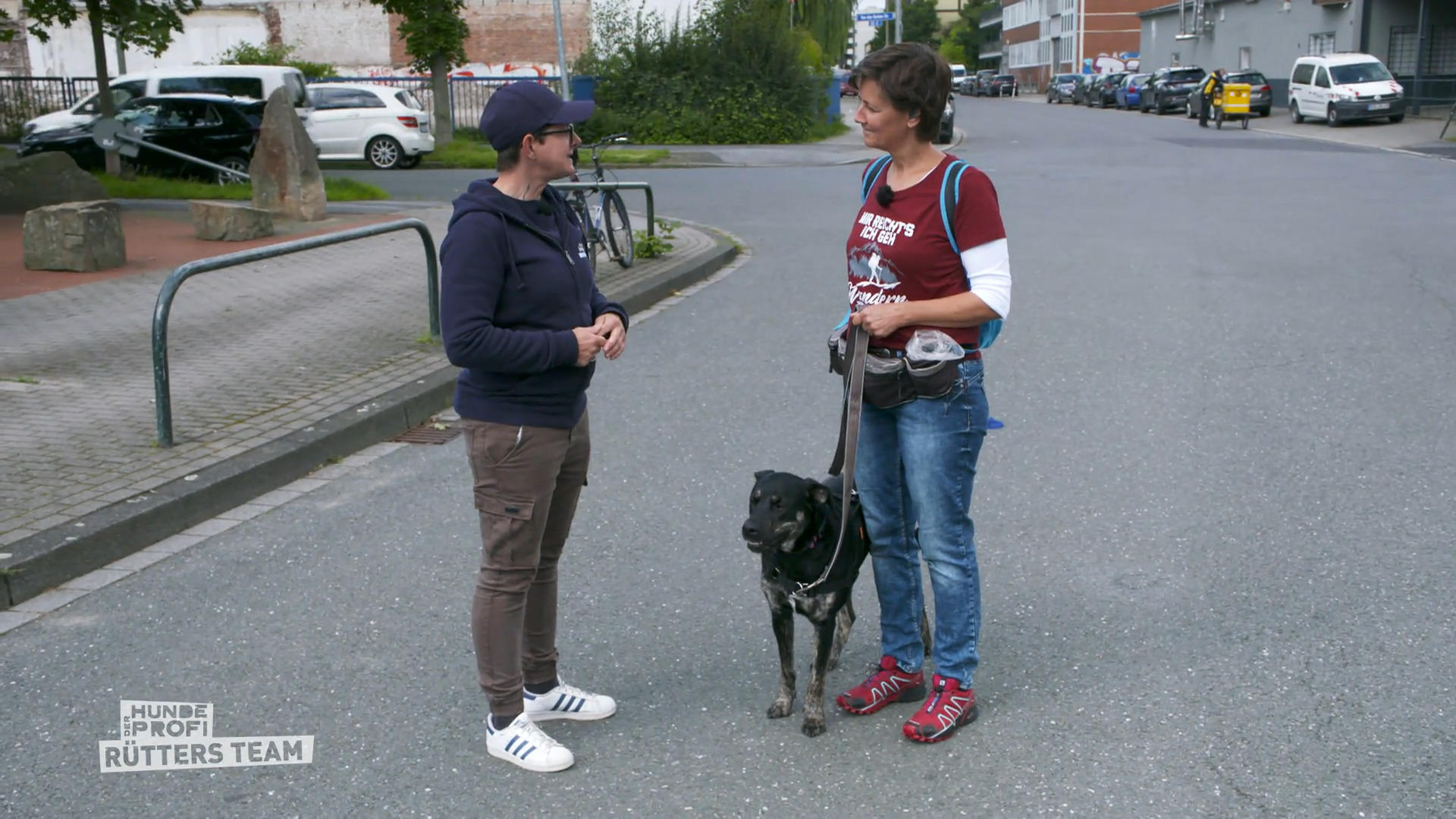 Die Leinenführigkeit mit Shoku wird trainiert