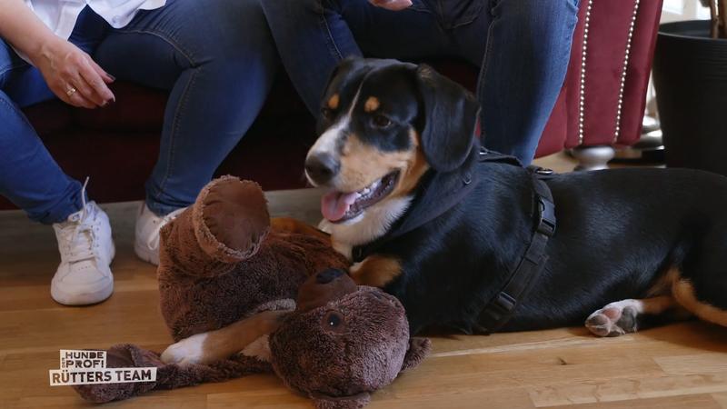 Bruno hat sehr viel Temperament