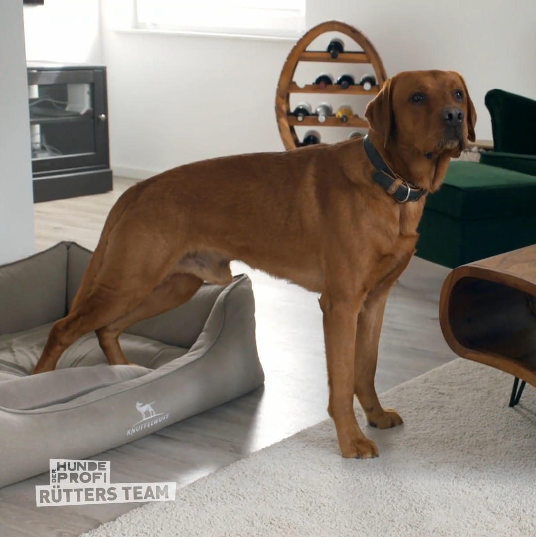 Labrador Gustav kontrolliert seine Menschen