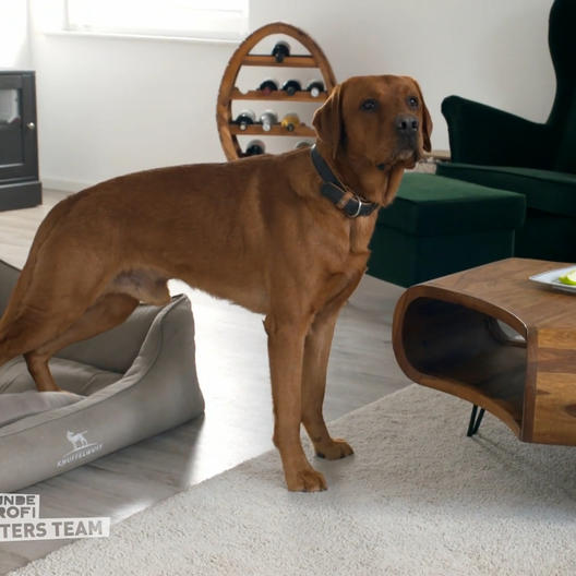 Der Labrador-Prinz aus Hamminkeln