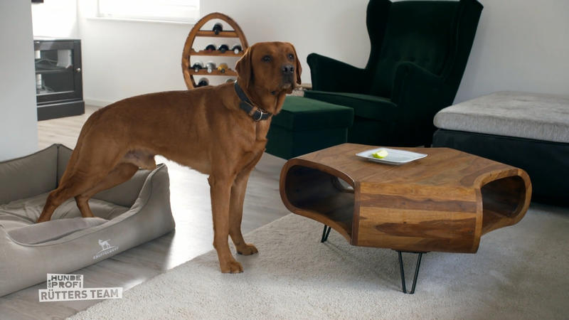 Labrador Gustav kontrolliert seine Menschen