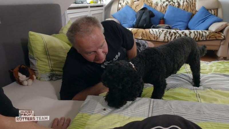 Kleinpudel Coco ist eine Prinzessin