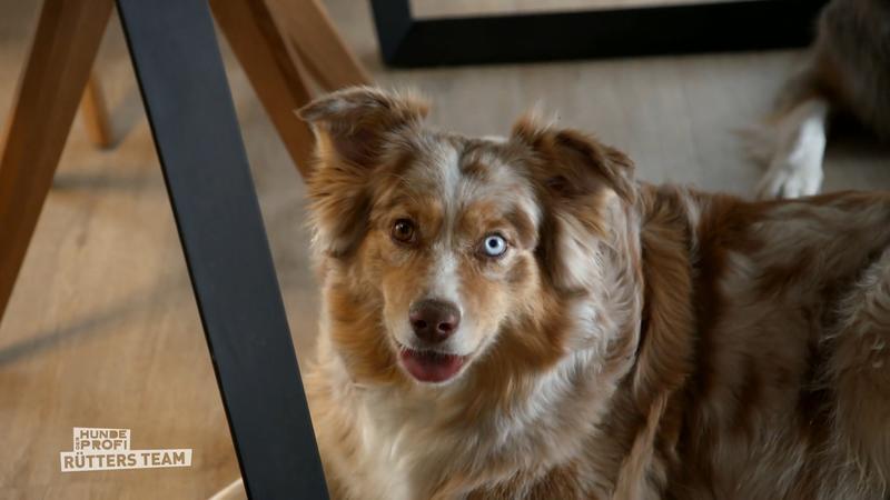 Zwei Australien Shepherds außer Kontrolle?