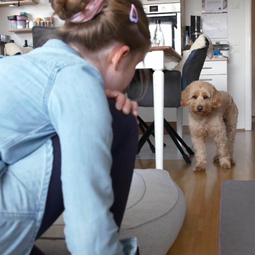 Golden Doodle Ben lässt Enya links liegen
