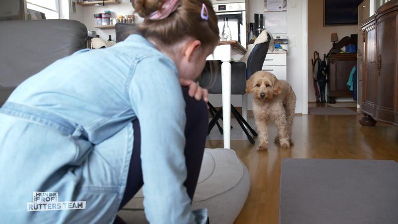 Golden Doodle Ben lässt Enya links liegen
