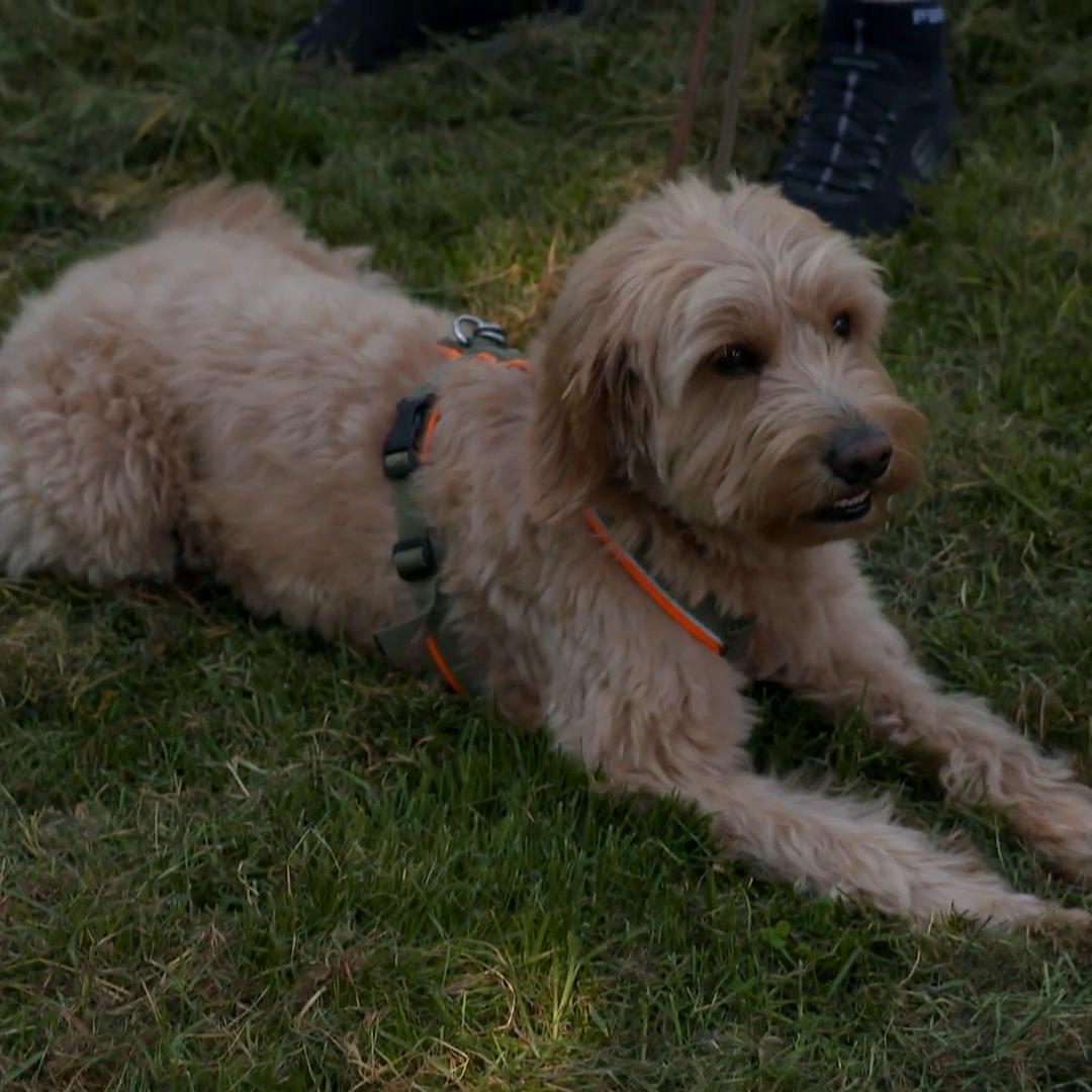 Kann Ellen hier helfen?