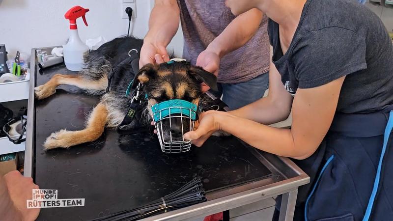 Honey muss nun einen Maulkorb tragen