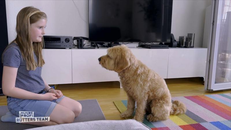 Wie ist die Lage mit Golden Doodle Ben heute?