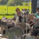 Diese Tiere verzaubern ihre Besucher