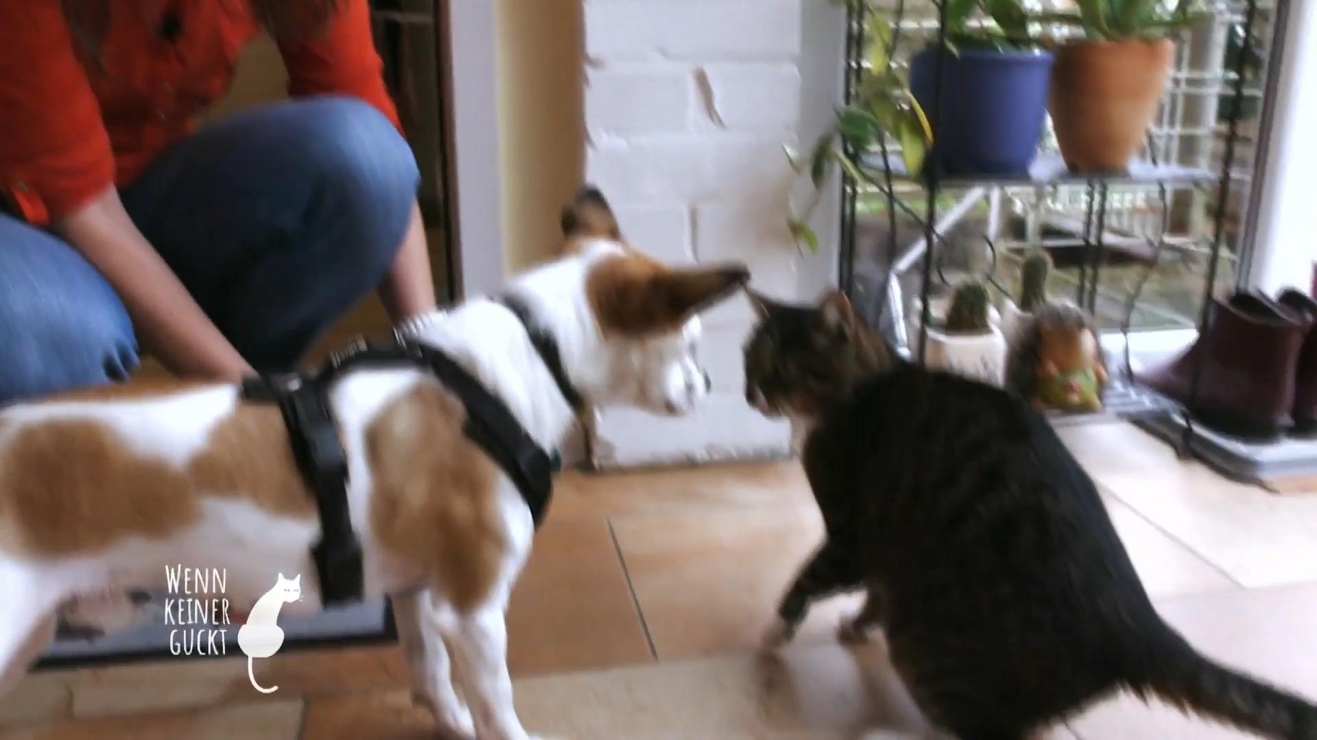 Hund Paulo muss mit Katze Lilly klarkommen