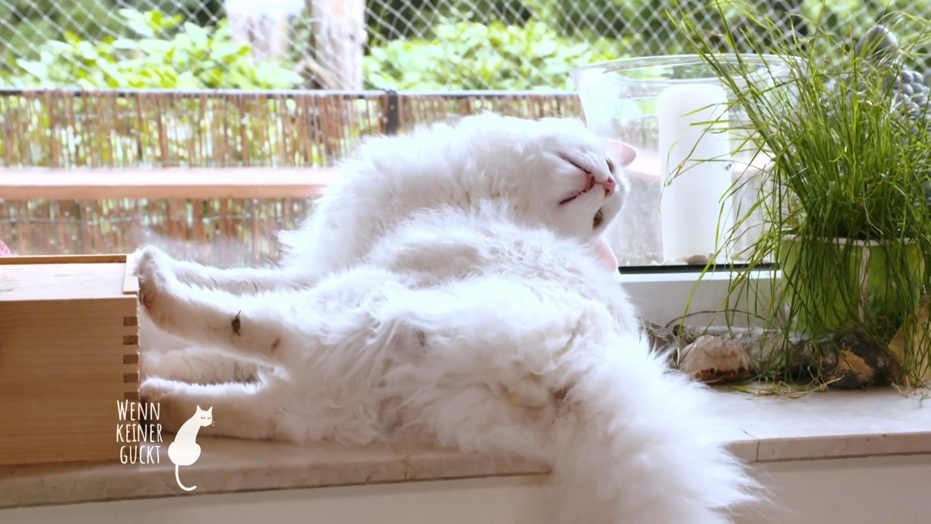 Katzen verstehen lernen: sie kommunizieren mit dem Körper