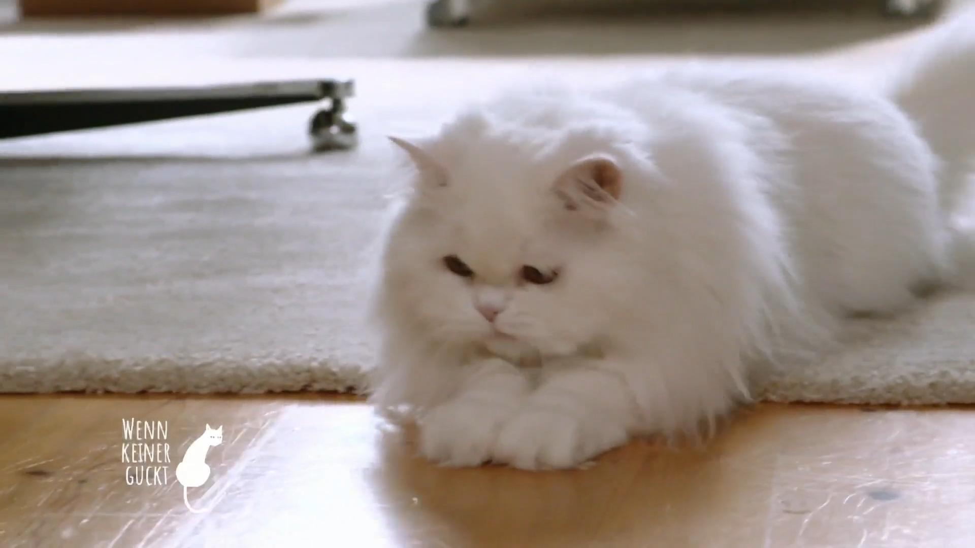 Wie benimmt sich Pamuk, wenn niemand da ist?