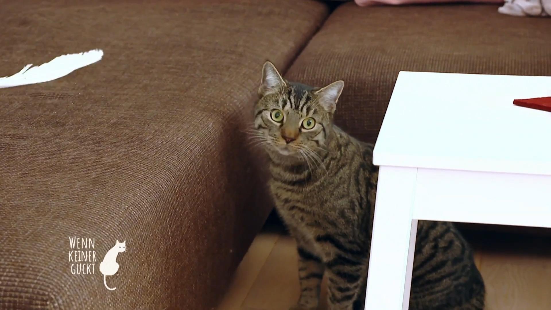 Werden sich Luna und Lupo noch anfreunden?