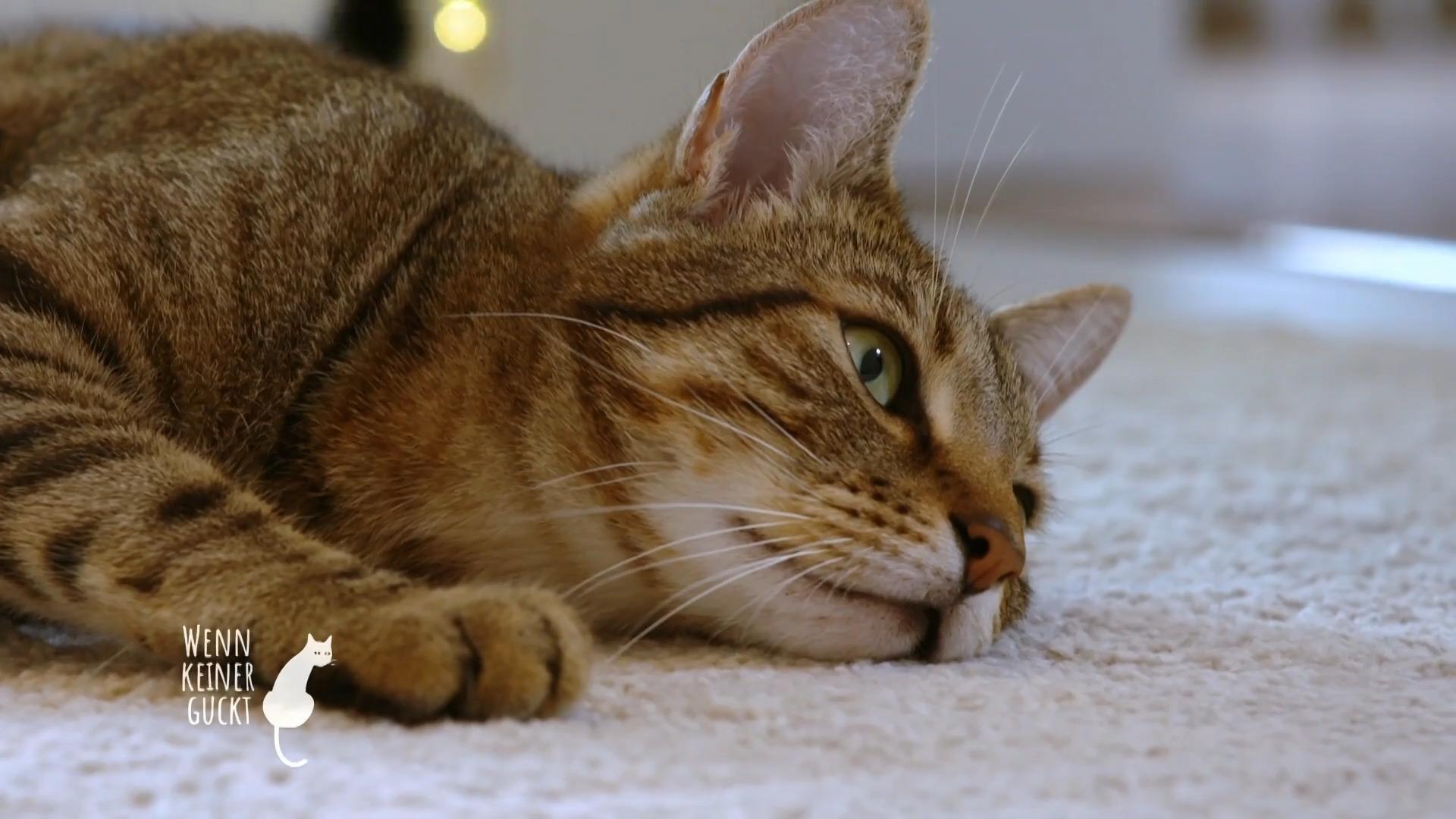 Katzengeschwister als Mitbewohner