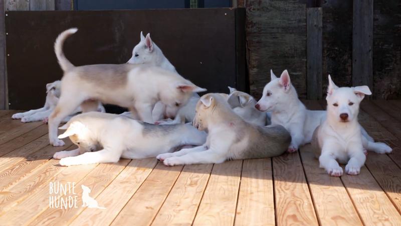 Familie hat 25 Huskies!