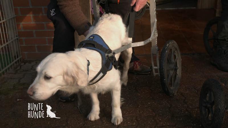 Hundetrainer Tom gibt beeinträchtigten Hunden Starthilfe
