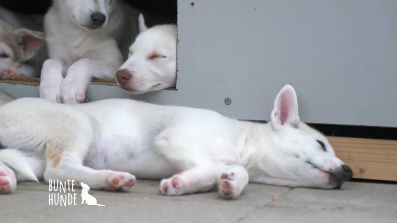 Impfung für den Schlittenhund-Nachwuchs