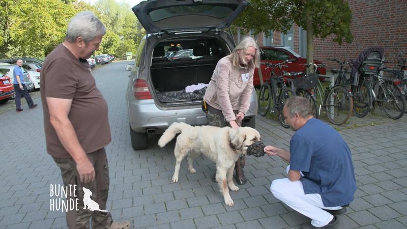 Rüde Wookie bekommt eine künstliche Hüfte