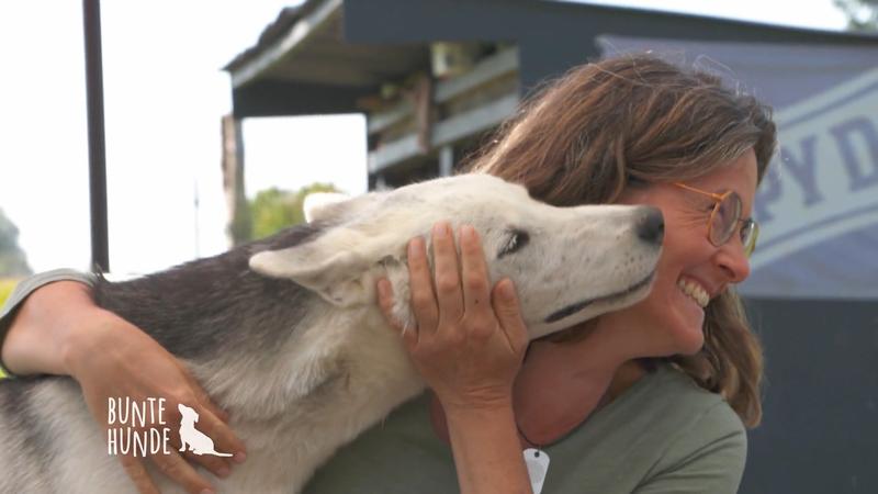 Hier gibt es einen Husky-Kuschel-Kurs!