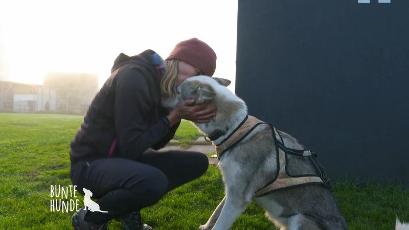 Diese Huskies sind Profi-Sportler!