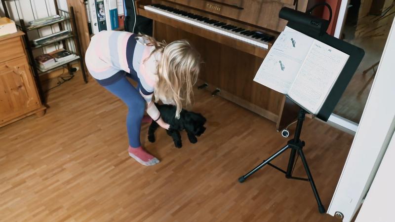 Schnauzer-Mädchen Isa ist noch nicht stubenrein