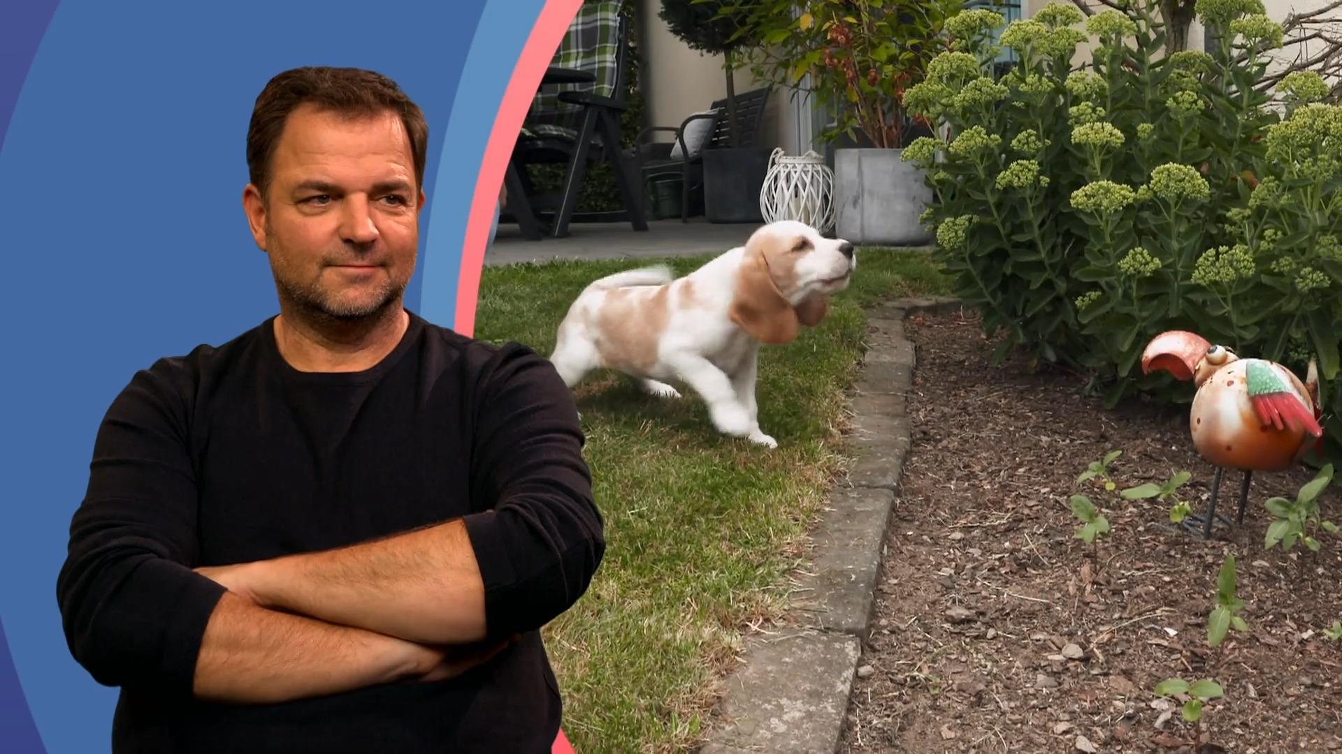 Beagle-Welpe Summer ist schon sehr eigenständig