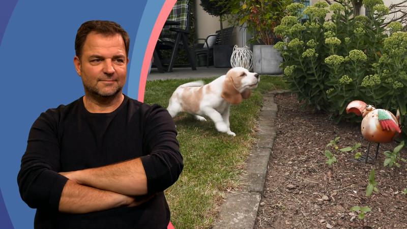 Beagle-Welpe Summer ist schon sehr eigenständig