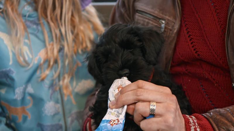 Die erste Busfahrt für Welpe Isa