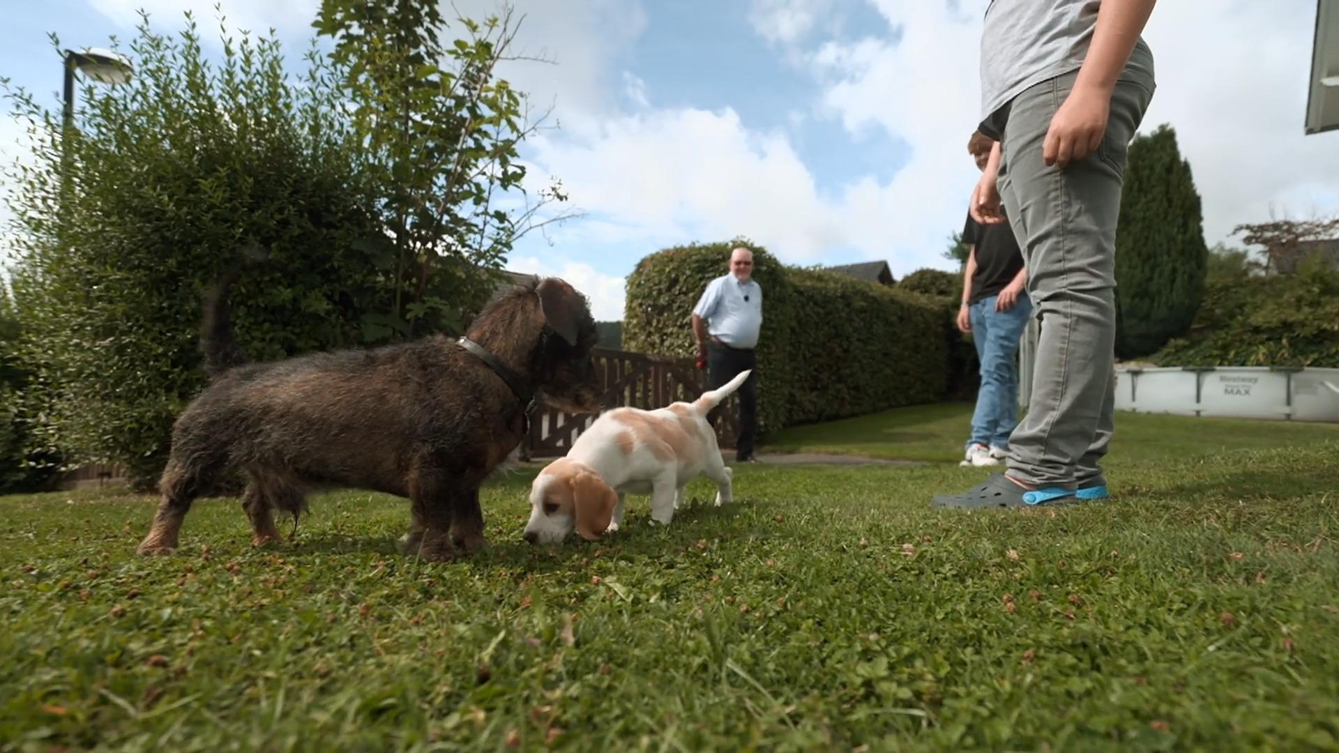 Welpe Summer lernt Opas Dackel kennen