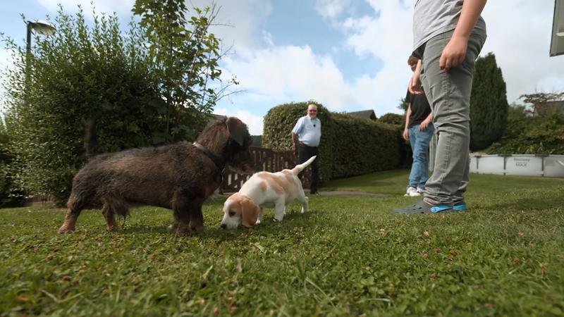 Welpe Summer lernt Opas Dackel kennen