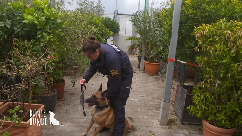 Verbrecherjagd mit Kommissar Disco