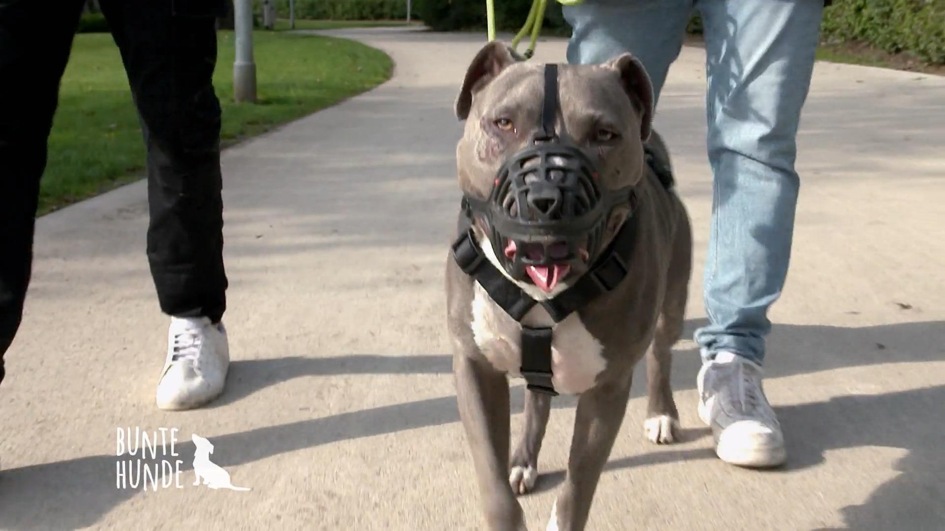 Hundebegegnungen für Rüde Sky