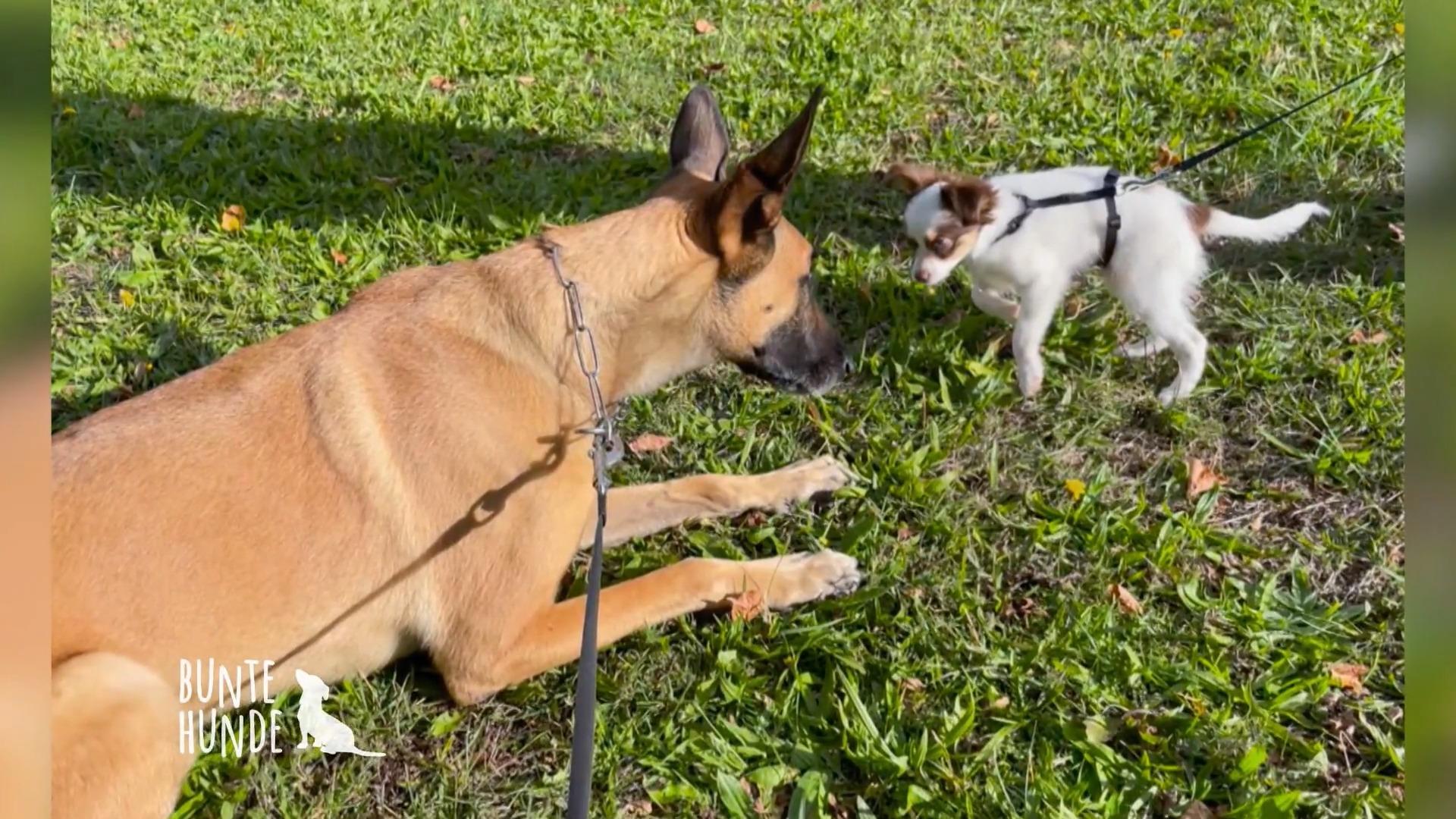 Spürhund Disco trifft auf das Haustierrudel