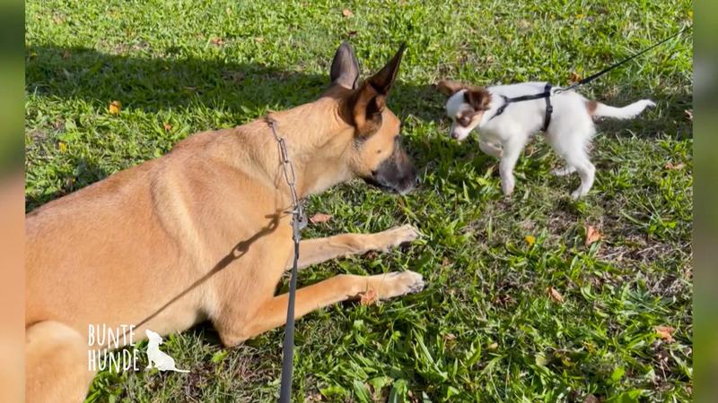 Spürhund Disco trifft auf das Haustierrudel
