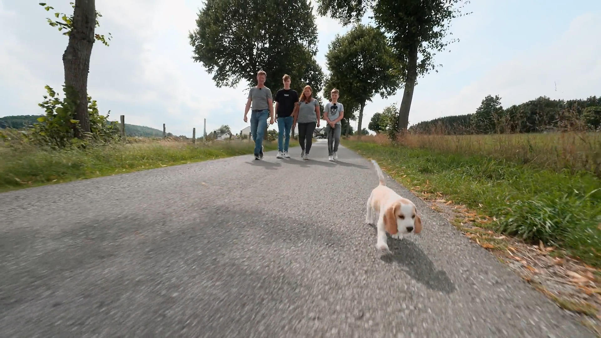 Beagle Summer spaziert mutig durch die Welt