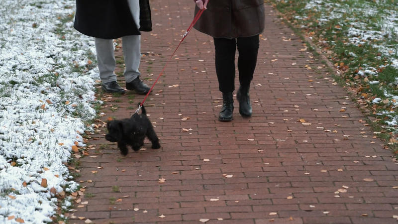 Die quirlige Isa ist zappelig an der Leine