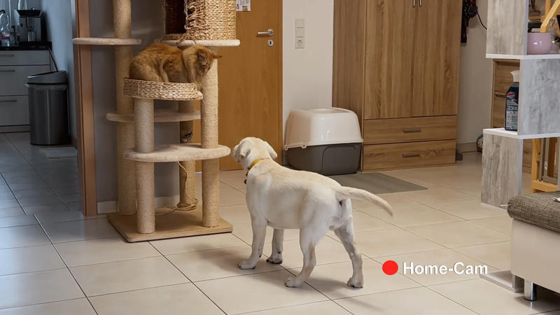 Loki versteht sich nicht mit den Katzen