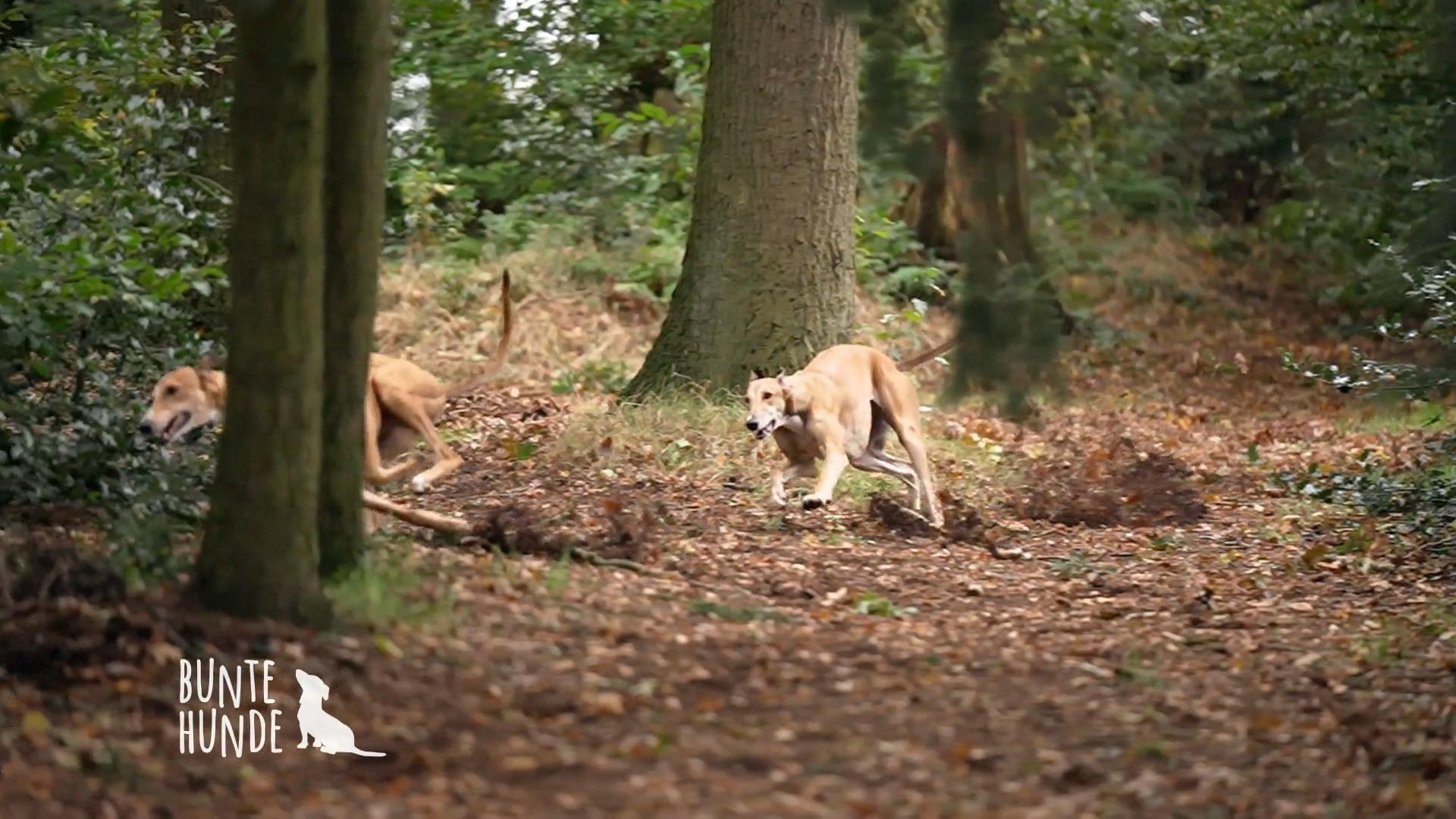 Grey Hounds sind die schnellste Hunderasse der Welt